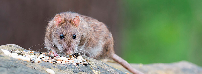 Entreprise pour se débarrasser des souris à Lyon